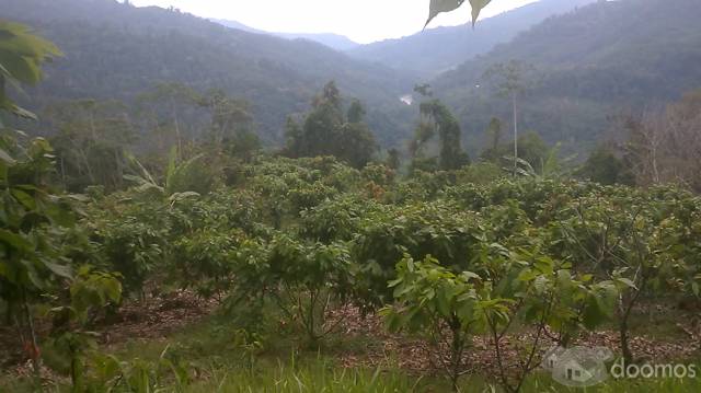 Una hectárea de cacao en producción (Monte también hay) + una terreno en el caserío