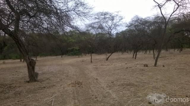 Vendo Terreno Agrícola de 12 hectáreas - Distrito Salas - Departamento Lambayeque