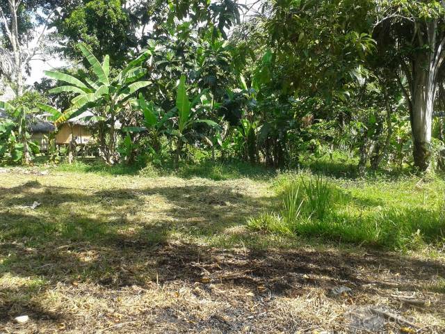 Vendo terreno albergue o huertos frutales o turismo cacao