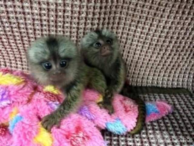 Healthy Finger Male and Female Baby Marmoset Monkeys